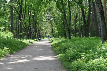 path in the park