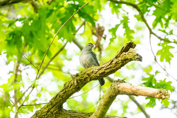 bird on branch