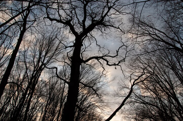 dark silhouettes of trees against the sky
