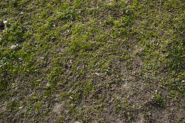 The first spring grass is breaking through
