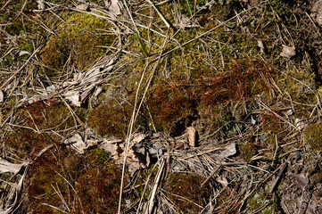 Moss, dried pine needles, and the first spring sprouts, macro photo