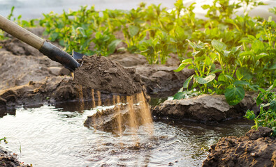 Irrigation and growing young potatoes in the field. Watering of agricultural crops. Farming and agriculture. Countryside. Focus on the shovel