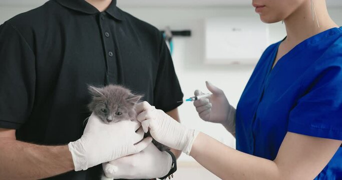 closeup veterinarian gave the kitten an injection vaccine