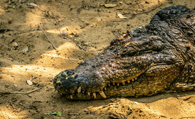 Mugger Or Marsh Crocodile Living At The Madras Crocodile Bank Trust and Centre for Herpetology, ECR Chennai, Tamilnadu, South India	