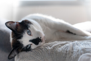 black and white cat with blue eyes lying on a gray sofa, looks at the camera. close up