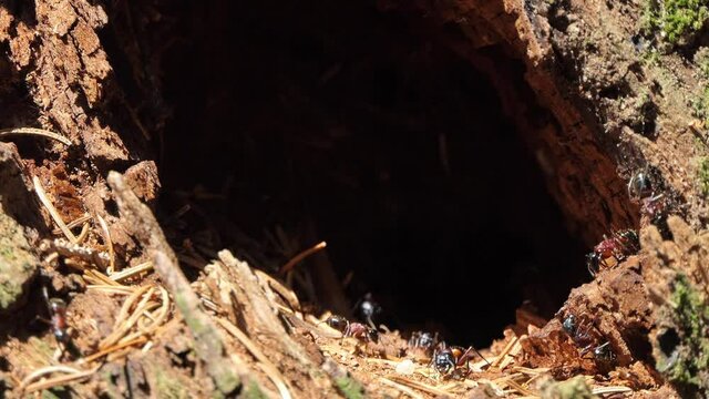 Ants cooperate in the colony