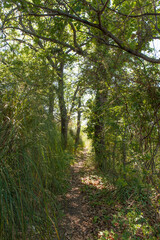 Obraz premium A wooden pathway trough oak forest