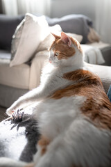 vertical composition. brown and white cat lying on the sofa under the light of the window.