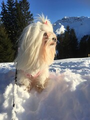 Bichon Maltais dans la neige