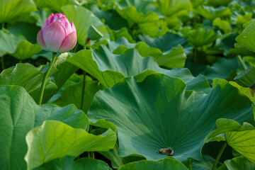まだ蓮は夢の中
