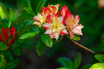 Flowering rhododendrons in the spring garden. Beautiful rhododendron flowers in bush