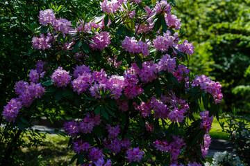 Obraz premium Flowering rhododendrons in the spring garden. Beautiful rhododendron flowers in bush