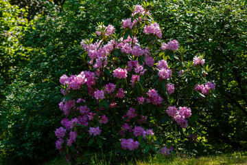 Obraz premium Flowering rhododendrons in the spring garden. Beautiful rhododendron flowers in bush