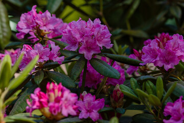 Flowering rhododendrons in the spring garden. Beautiful rhododendron flowers in bush