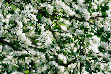 Fototapeta premium white apple tree flowers in the garden