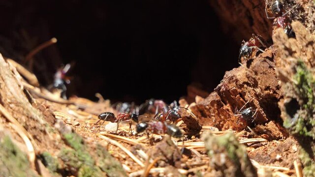 Ants closeup 4k in the forest anthill