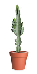 Beautiful cactus in pot isolated on white