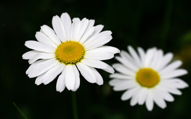 Fototapeta premium white flower with a yellow center