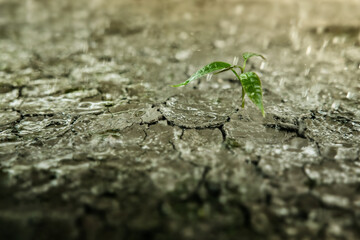 Recovery and Challenging in Life or Business Concept.Economic Crisis Symbol or Ecology System. Rain is Falling to a New Sprout Green Plant. Cracked Soil Ground Land as background