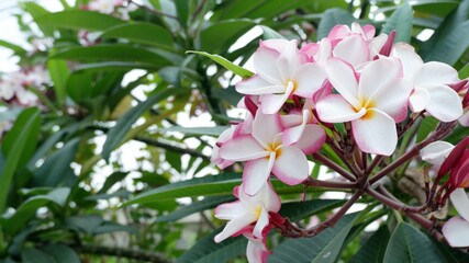plumeria flowers and green leaves, temple tree, graveyard tree, frangipani on natural light background
