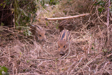 Boarlets and their mother, foraging in the wild