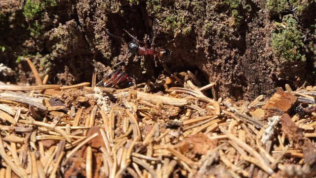 Ants work on the anthill