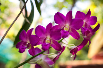 Purple orchid flowers in garden.