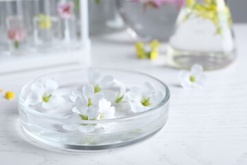 Fototapeta na wymiar Petri dish with flowers on white wooden table. Extracting essential oil for perfumery and cosmetics