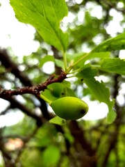 green apple tree