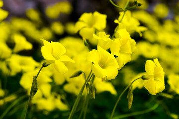 Flores silvestres amarillas