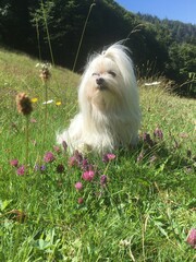 Bichon Maltais portrait en montagne alpage-