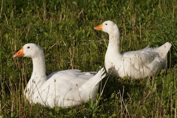 Obraz premium white goose on the grass