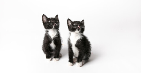 cute kittens on white background 