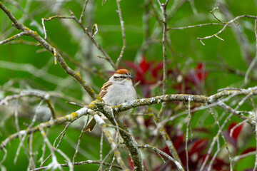 aves