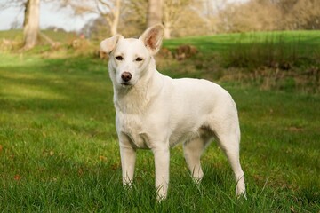 Naklejka na ściany i meble beautiful white shepherd mixed dog is standing on a field