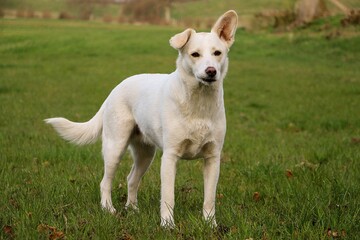 beautiful white shepherd mixed dog is stangin on a field