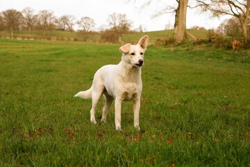 beautiful white shepherd mixed dog is stangin on a field