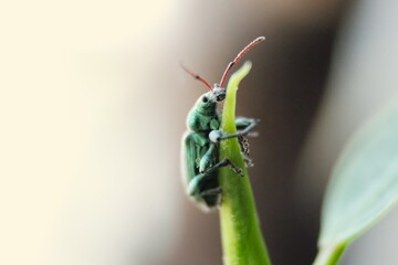 Vine weevil