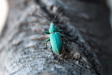 Vine weevil