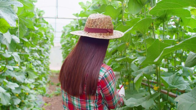 Slow-motion scene of a long-haired Asian female farmer wearing a hat and gloves. pruning melon vines in greenhouses so that the melon plant produces perfect fruit without too many branches.