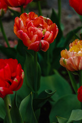 Red double tulip close up in springtime. The cultivation of bulbous plants in the garden