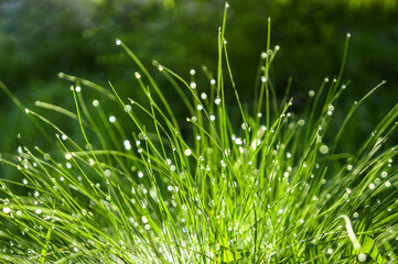 green grass with dew drops