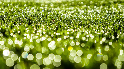 green grass with dew drops