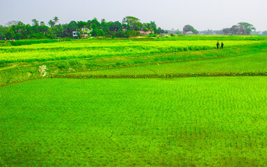 The agricultural green field. This image captured on January 23, 2018, from Dhamraei Bangladesh, South Asia