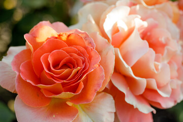 'Brass Band' Apricot or Apricot Blend  Floribunda Rose in Bloom. San Jose Municipal Rose Garden,...