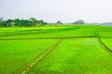 Fototapeta na wymiar The agricultural green field. This image captured on January 23, 2018, from Dhamraei Bangladesh, South Asia