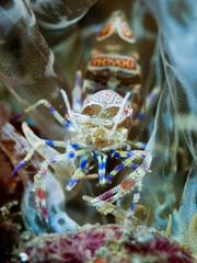 Periclimenes amethysteus is a species of shrimp found in the Adriatic and Aegean Sea, and the western Mediterranean Sea.