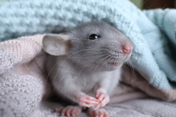 Cute small rat wrapped in knitted plaid, closeup