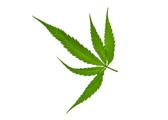 Cannabis leaf Photo full depth field isolated on white background. This has clipping path. 
