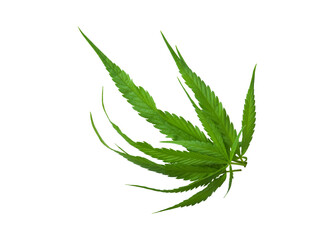 Cannabis leaf Photo full depth field isolated on white background. This has clipping path. 